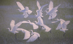 Egret Flock
